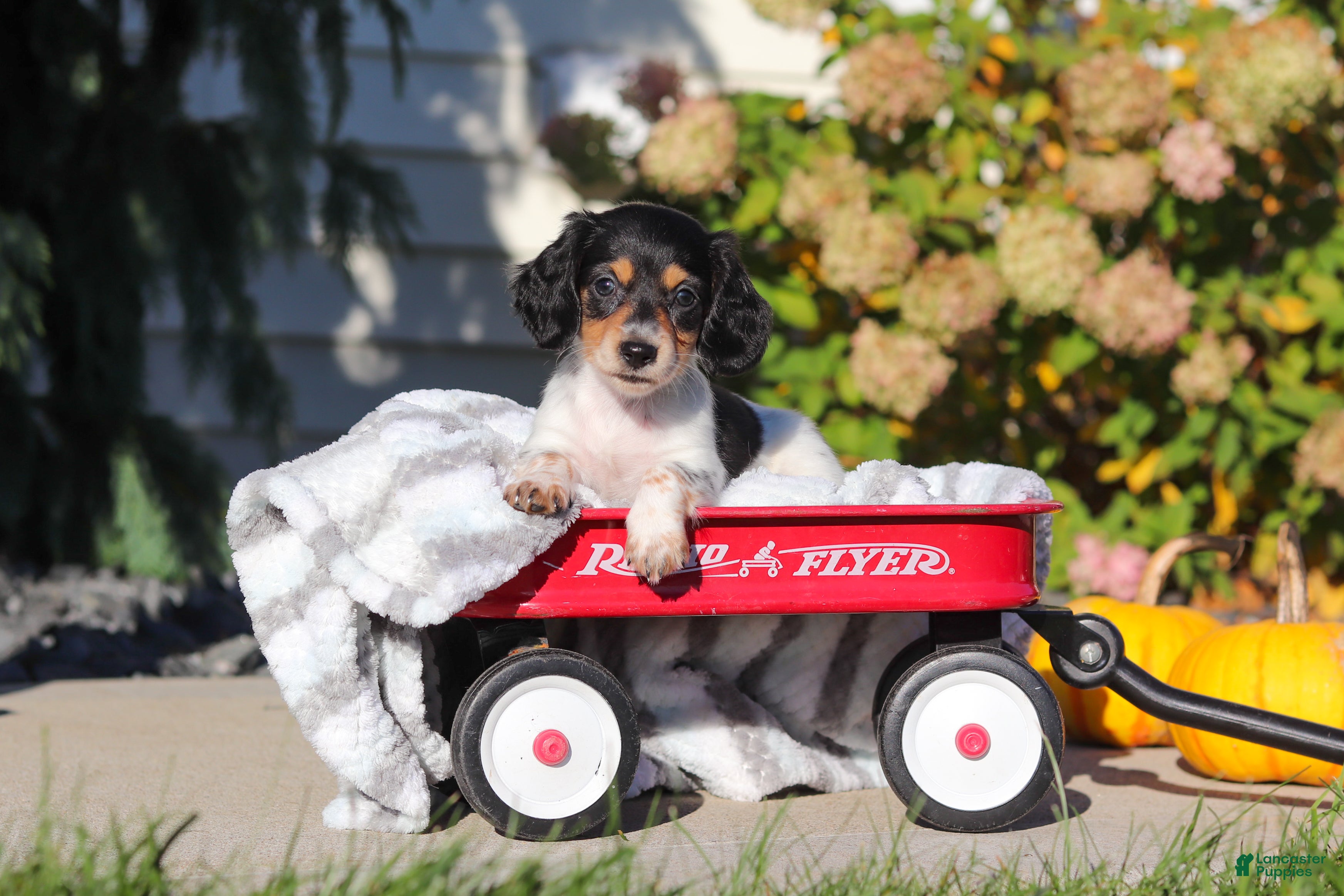 Dachshund dogs Lucy - Ad 1