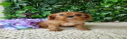 Cavalier King Charles Spaniel dogs for sale: Belle - Ad 10