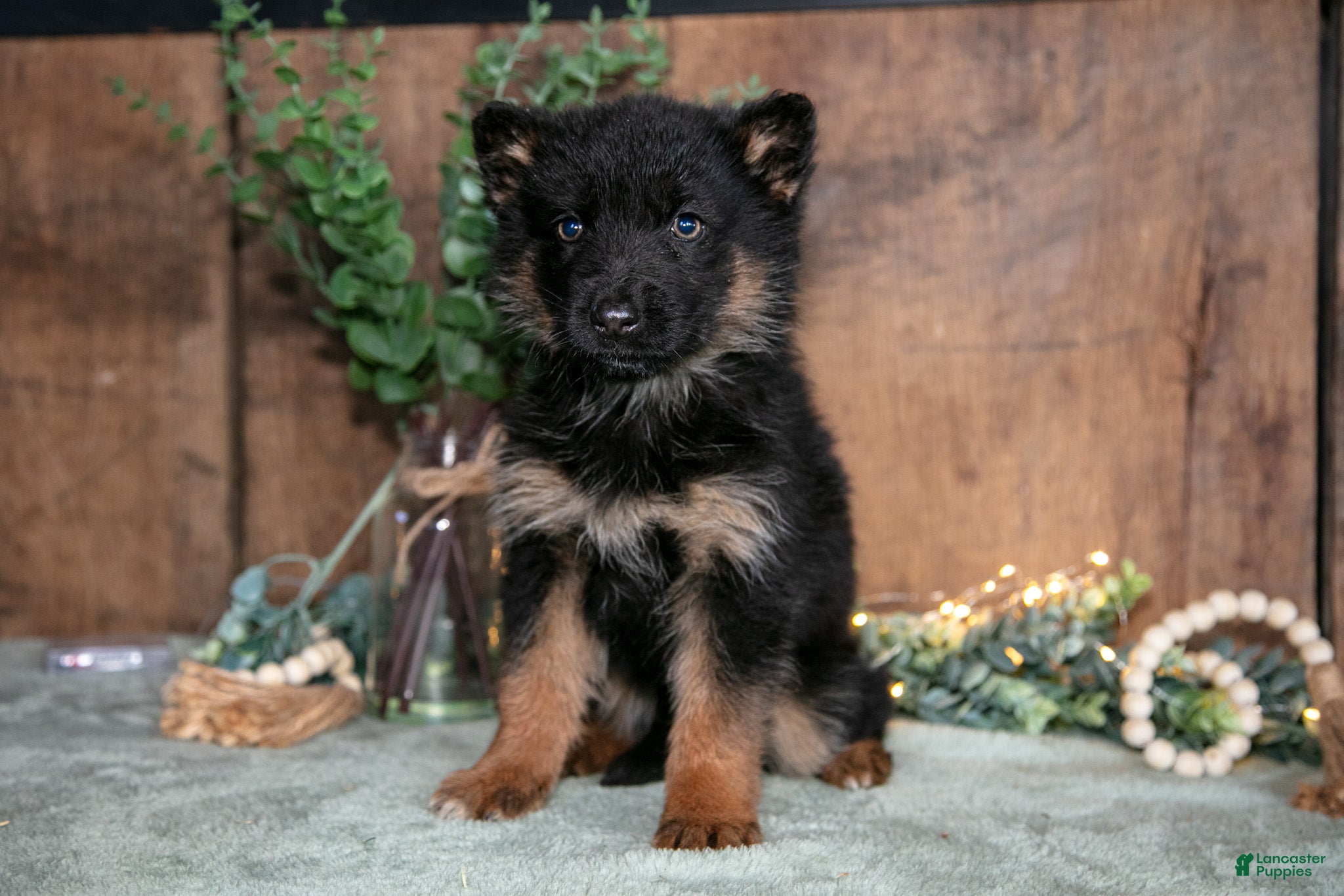 German Shepherd dogs Bella - Ad 1