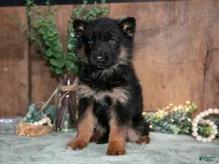 German Shepherd dogs for sale: Bella - Ad 3