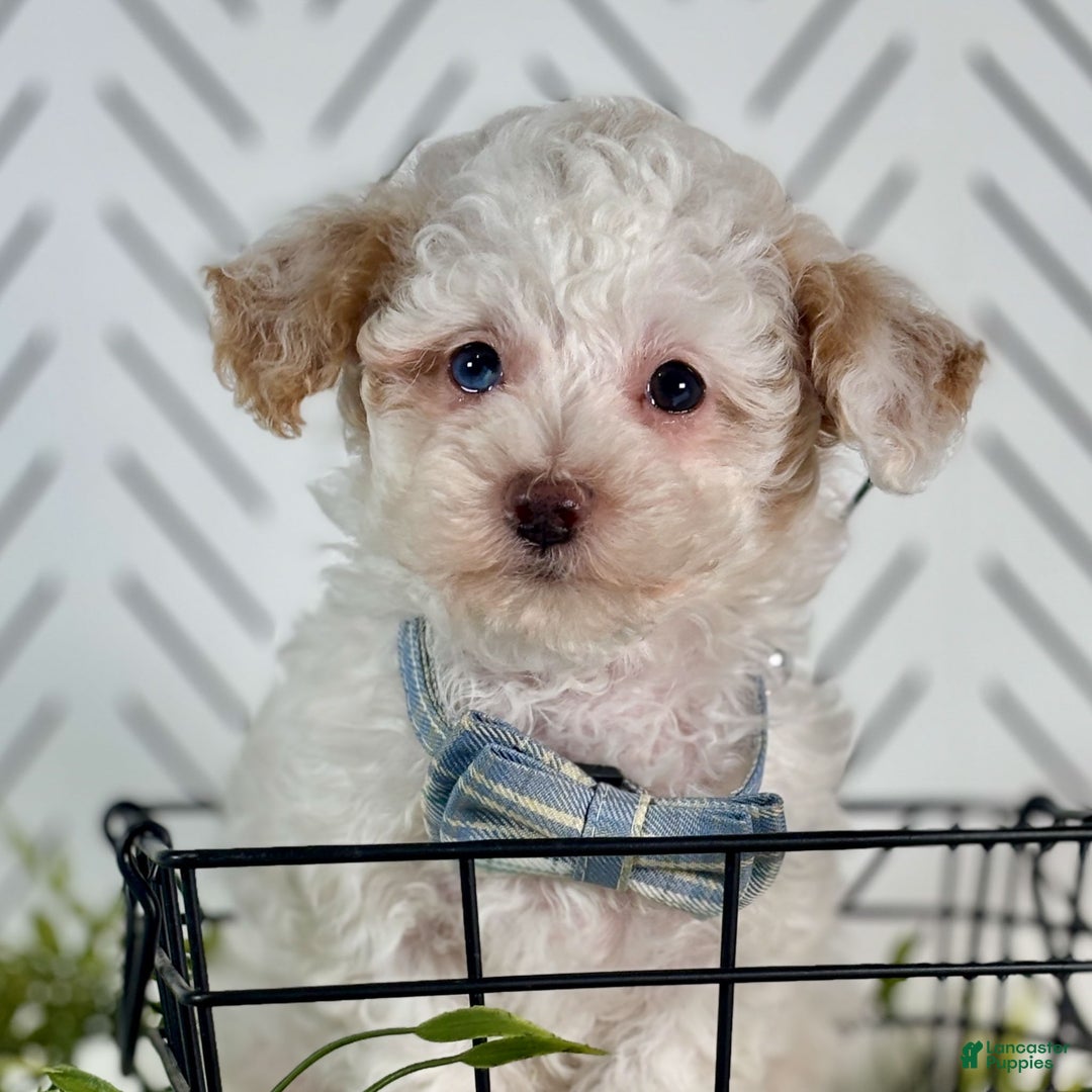 Toy Poodle dogs for sale: Blizzard - Ad 3