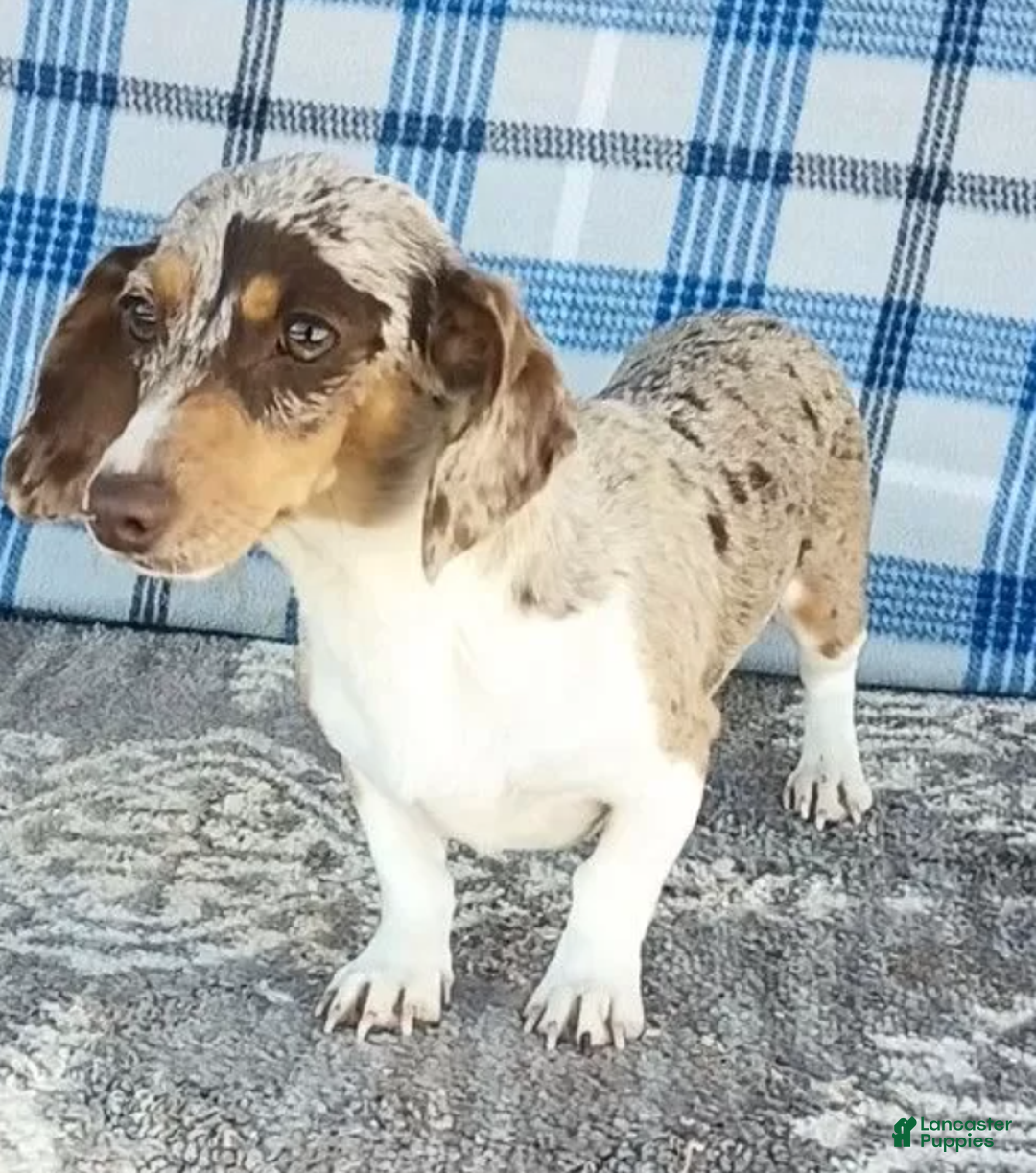 Miniature Dachshund dogs for sale: Frankie - Ad 6