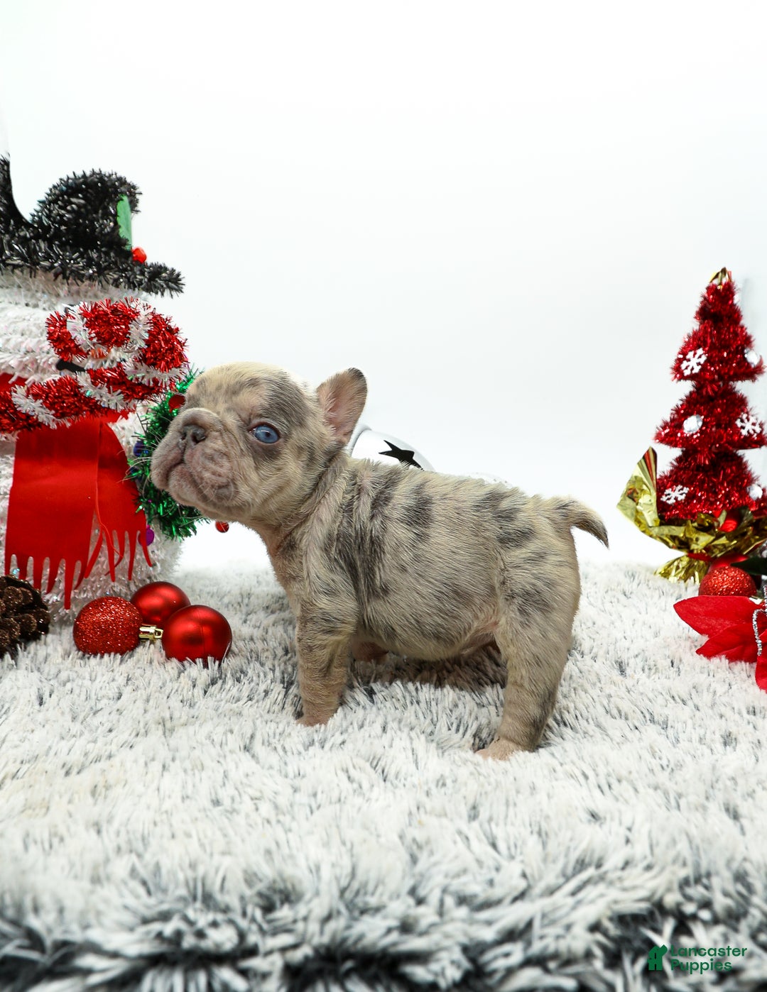 French Bulldog dogs for sale: Pressure  - Ad 1