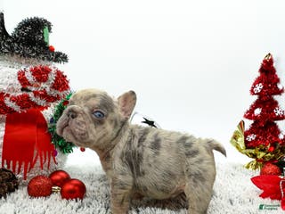 French Bulldog dogs for sale: Pressure - Ad 4