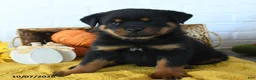 Rottweiler dogs for sale: Diesel - Ad 2