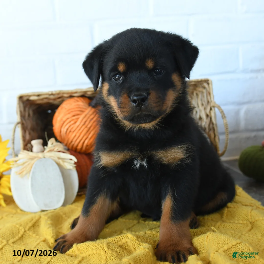 Rottweiler dogs for sale: Diesel - Ad 2