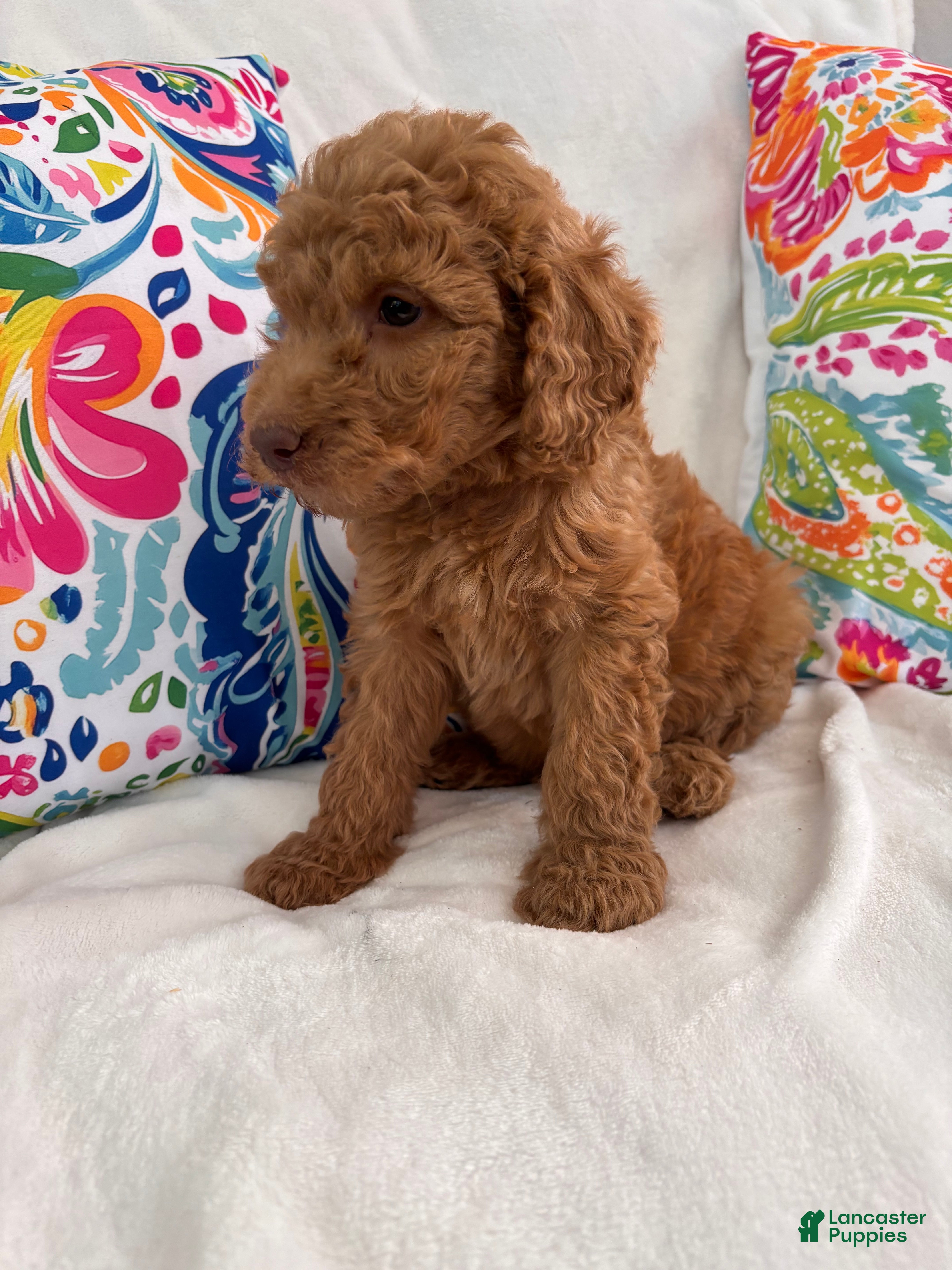 Goldendoodle dogs Goldendoodle Puppy 3 - Ad 27
