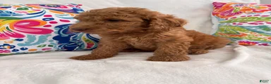 Goldendoodle Puppy 3