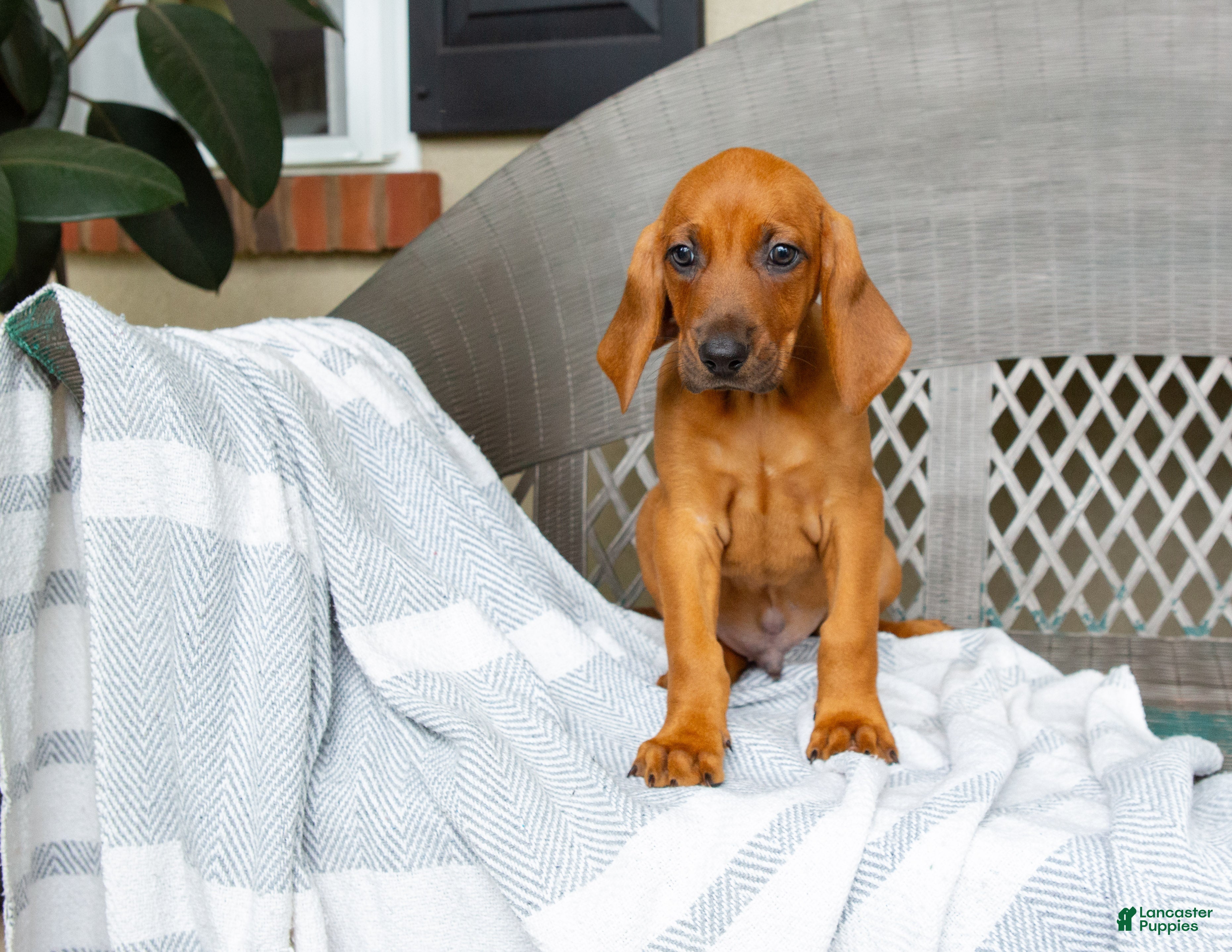 Redbone Coonhound dogs Boone - Ad 6