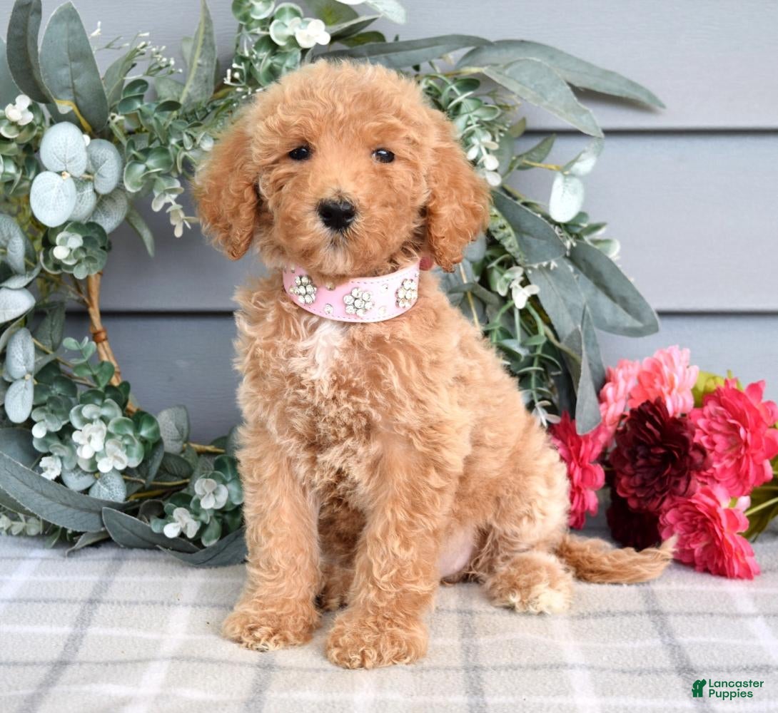 Goldendoodle dogs Fargo - Ad 2