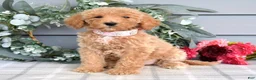 Goldendoodle dogs for sale: Fargo - Ad 2