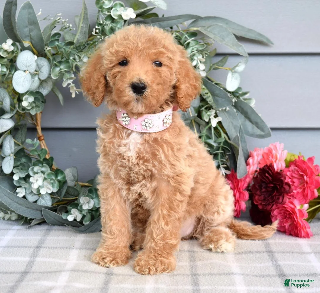 Goldendoodle dogs for sale: Fargo - Ad 2
