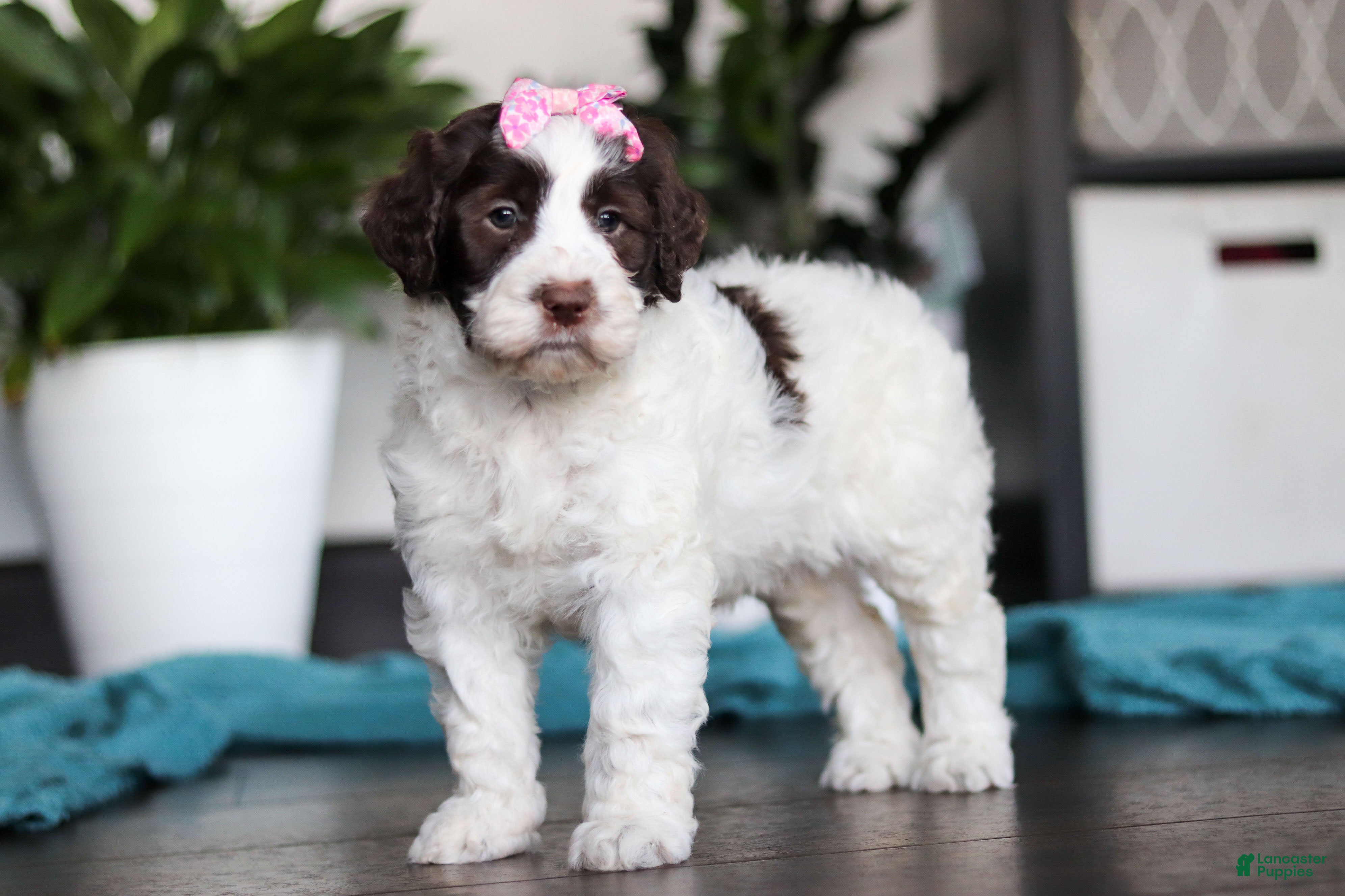Portuguese Water Dog dogs Lindsey - Ad 2