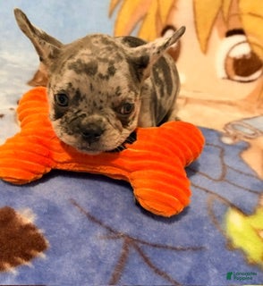 French Bulldog dogs Bella - Ad 2