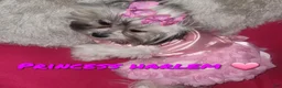Malshi dogs for sale: Essence  - Ad 4