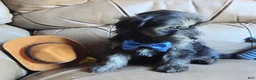 Yorkiepoo dogs for sale: Rocco  - Ad 7