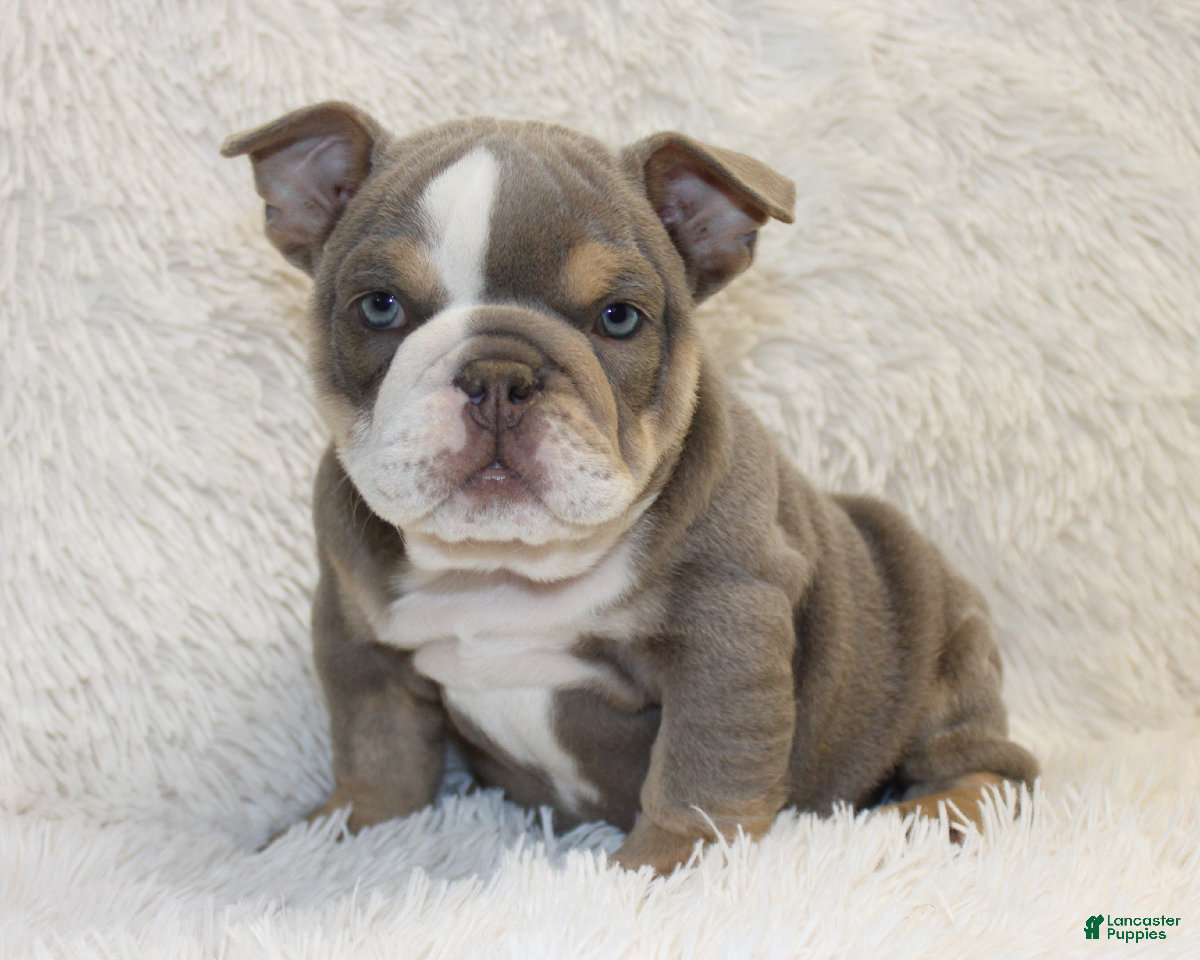 English Bulldog dogs Indi Rose - Ad 1