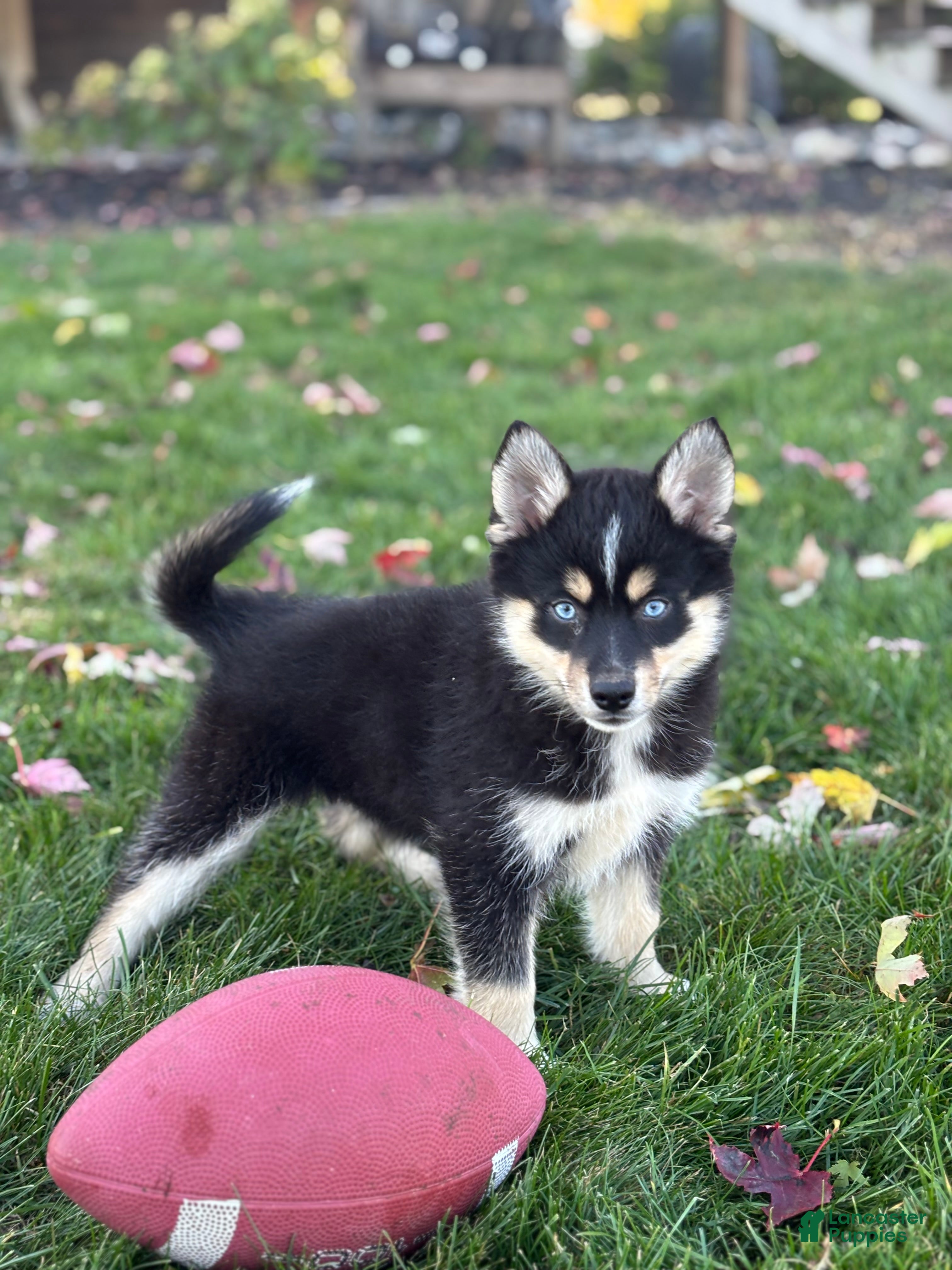 Pomsky dogs for sale: Sophia - Ad 2
