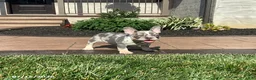 French Bulldog dogs for sale: Violet - Ad 2