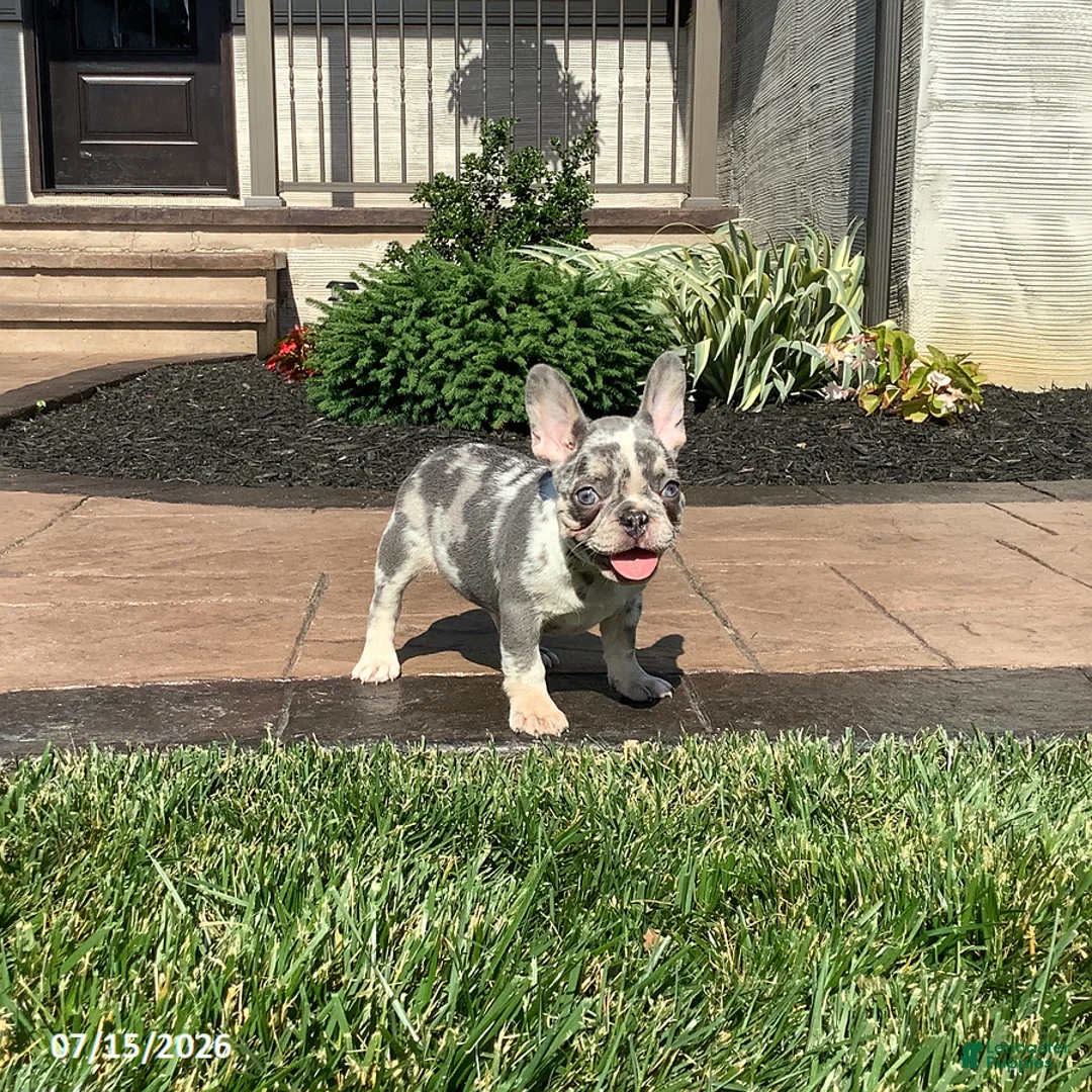French Bulldog dogs for sale: Violet - Ad 2