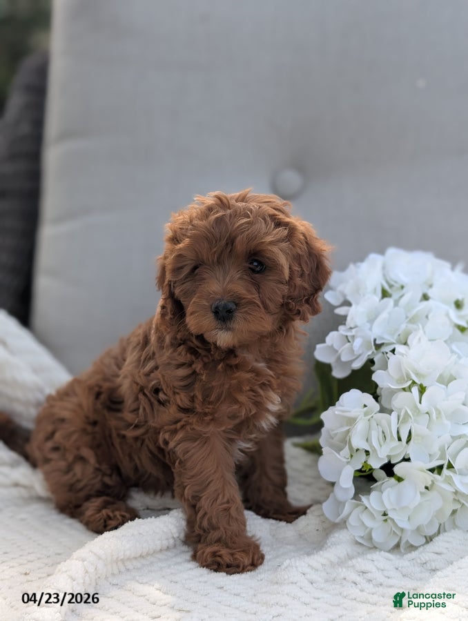 Cavapoo dogs Ashley - Ad 2