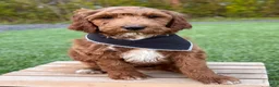 Irish Doodle dogs for sale: Cody - Ad 4