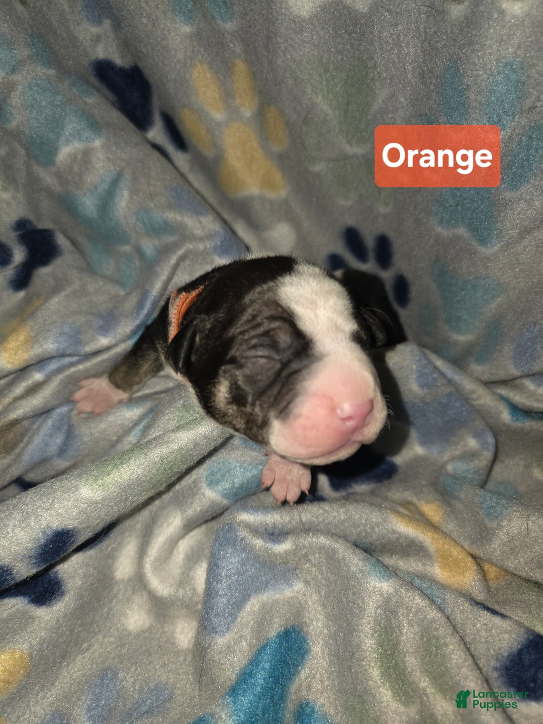 Mixed Breed dogs for sale: Orange - Ad 1