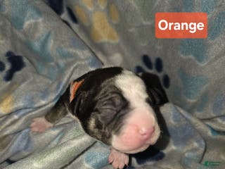 Mixed Breed dogs Orange - Ad 19