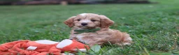 Cavapoo dogs for sale: Jett - Ad 3