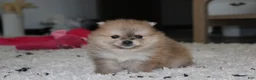 Pomeranian dogs for sale: Honey  - Ad 13