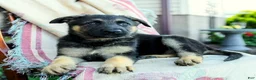 German Shepherd dogs for sale: Apollo - Ad 2