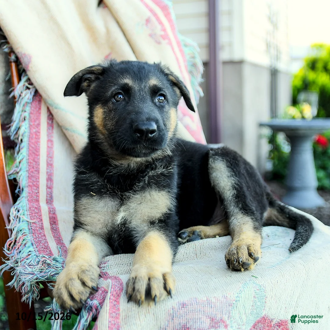 German Shepherd dogs for sale: Apollo - Ad 2