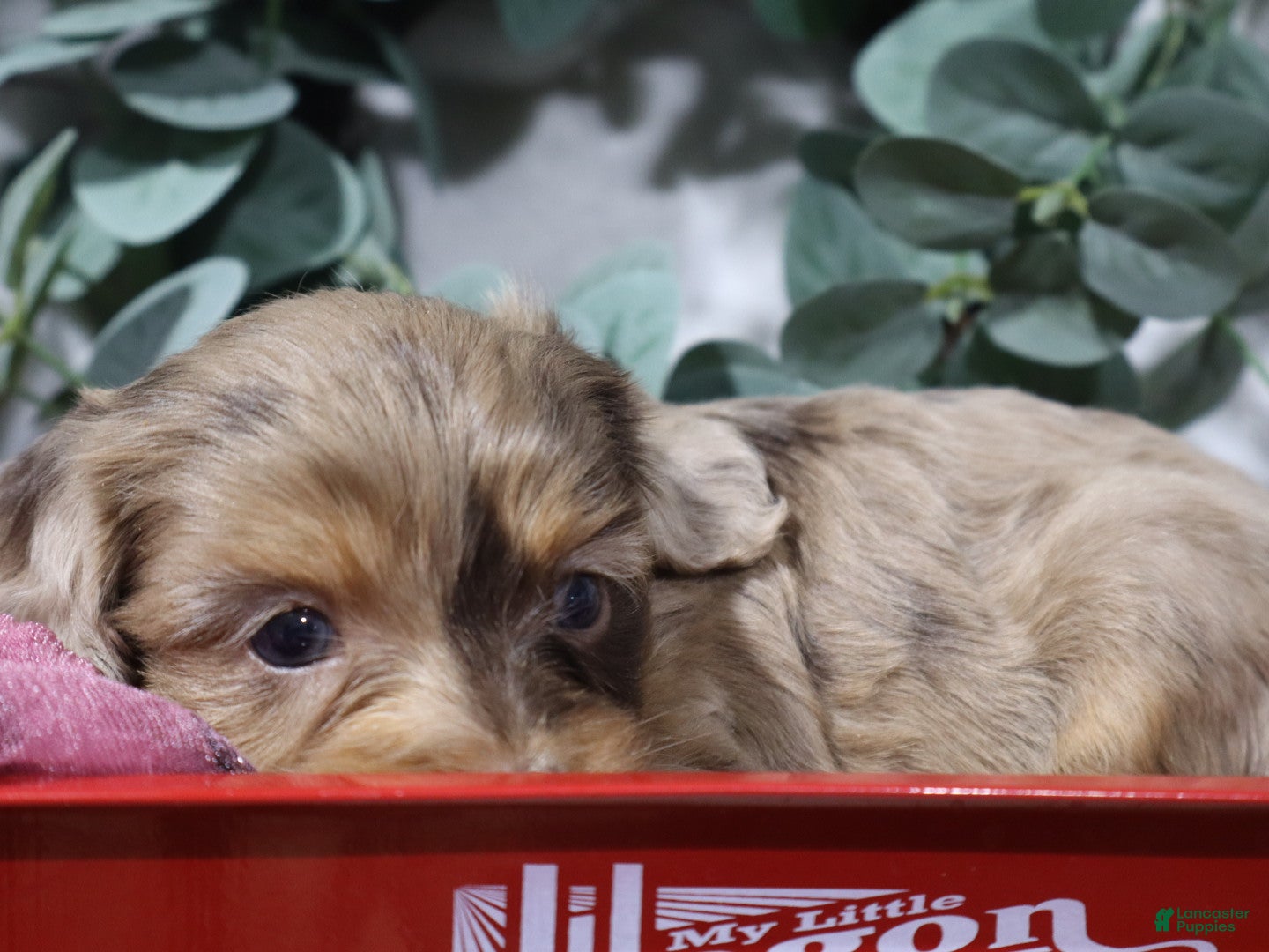 Cavapoo dogs Celine  - Ad 2