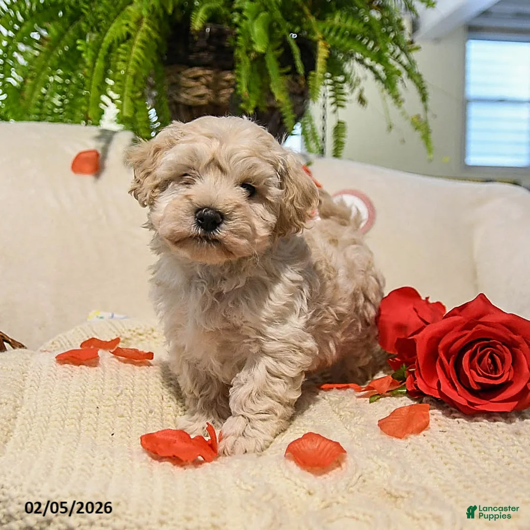 Maltipoo dogs for sale: Arlin - Ad 1