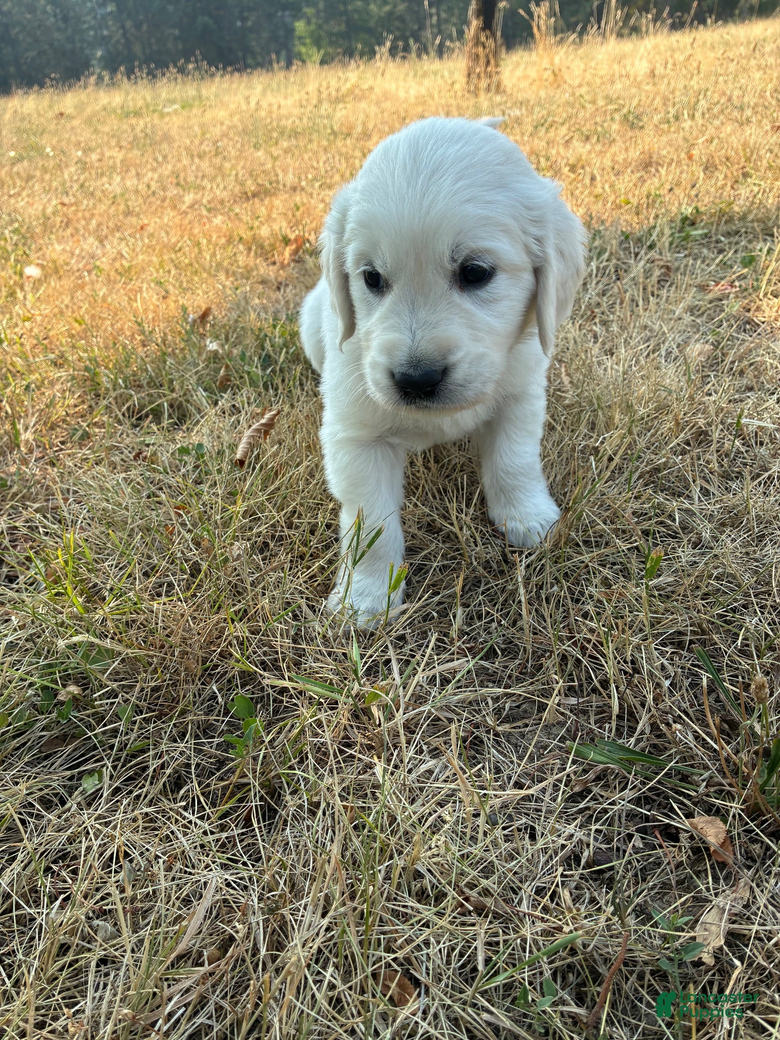Goldador dogs for sale: Goldador 6 - Ad 4