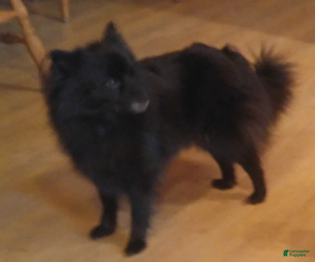 Pomeranian dogs for sale: all-black female - Ad 5
