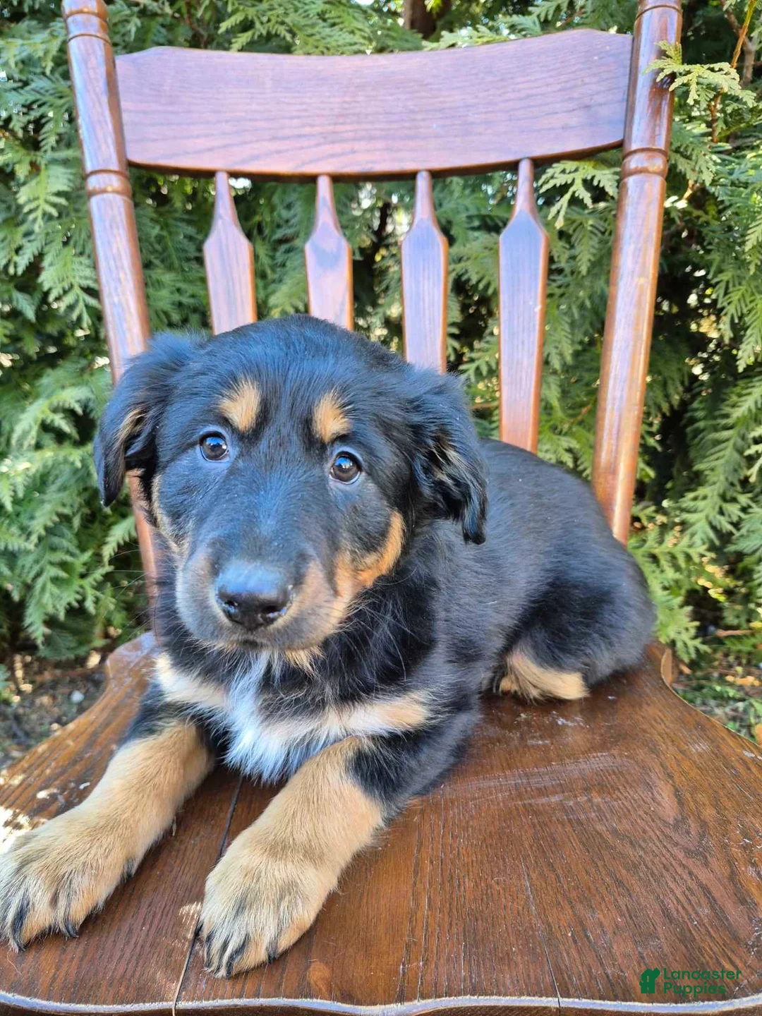 English Shepherd dogs for sale: English Shepherd Lilly  - Ad 1