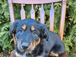 English Shepherd dogs English Shepherd Lilly - Ad 4