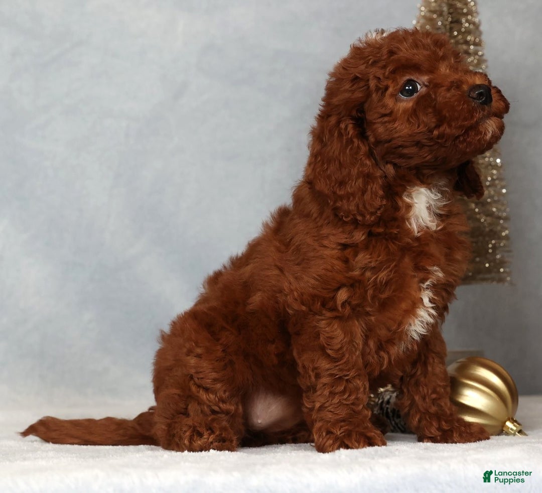 Miniature Poodle dogs for sale: Sasha - Ad 1