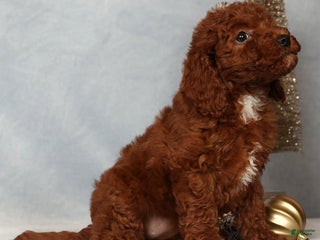 Miniature Poodle dogs Sasha - Ad 13