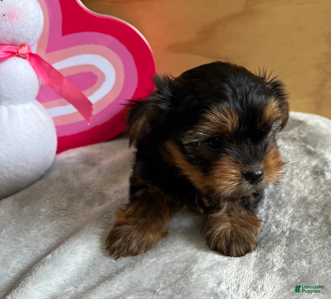 Yorkshire Terrier dogs for sale: Lance - Ad 1