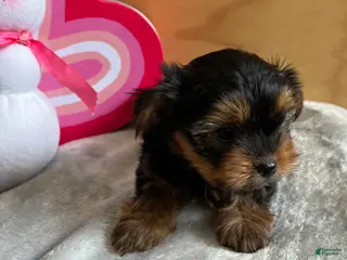 Yorkshire Terrier dogs Lance - Ad 11