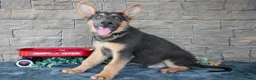 German Shepherd dogs for sale: Asher - Ad 2