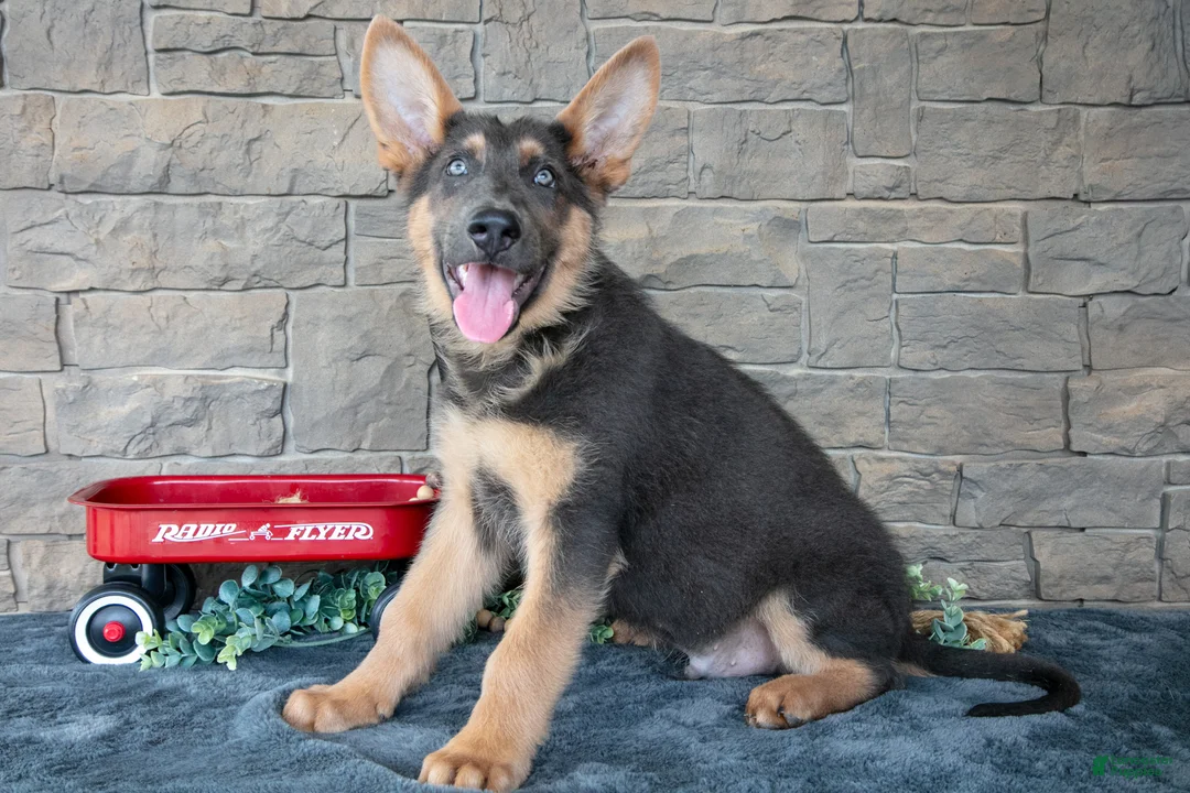 German Shepherd dogs for sale: Asher - Ad 2