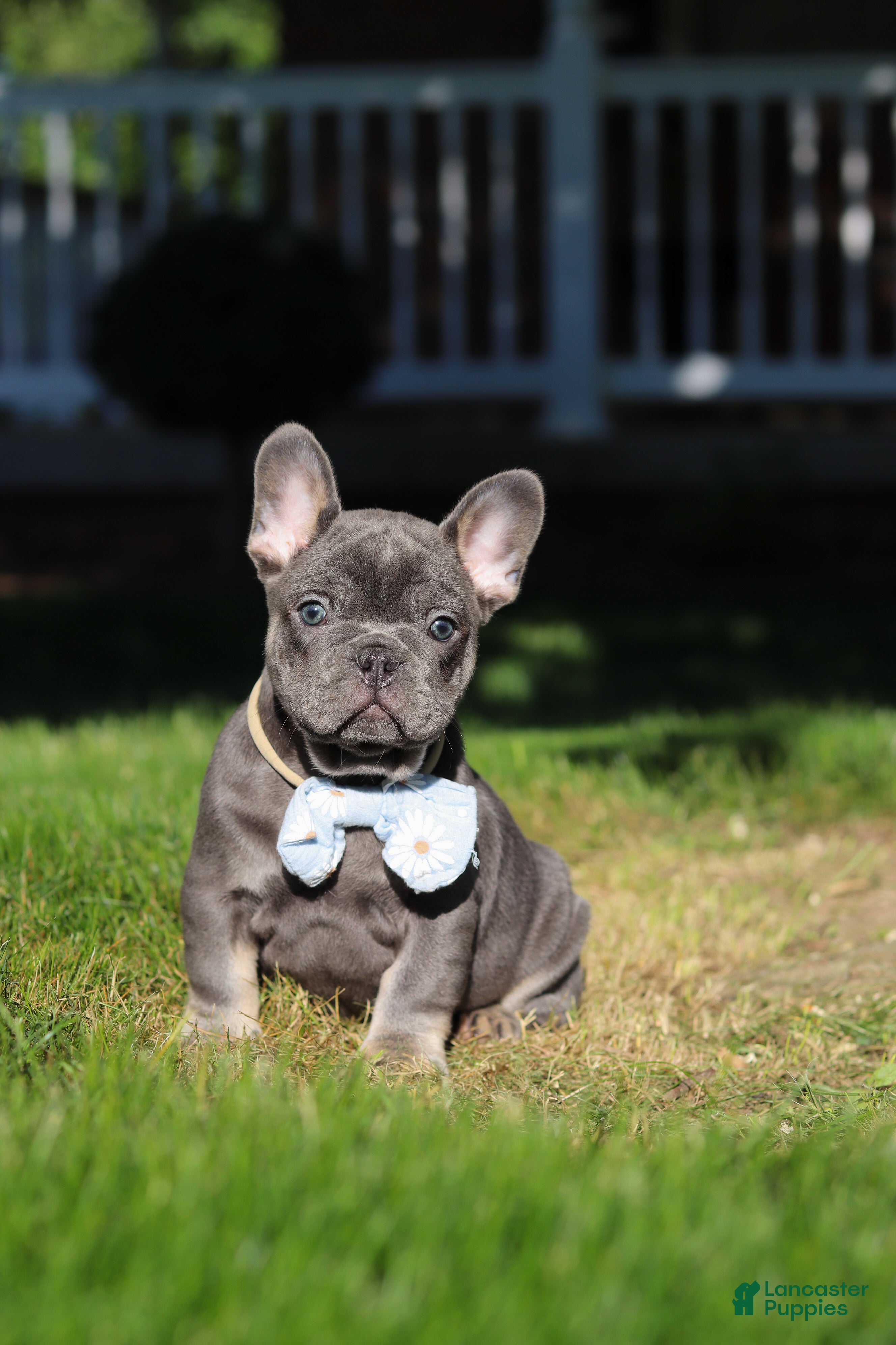 French Bulldog dogs for sale: Marshall - Ad 4