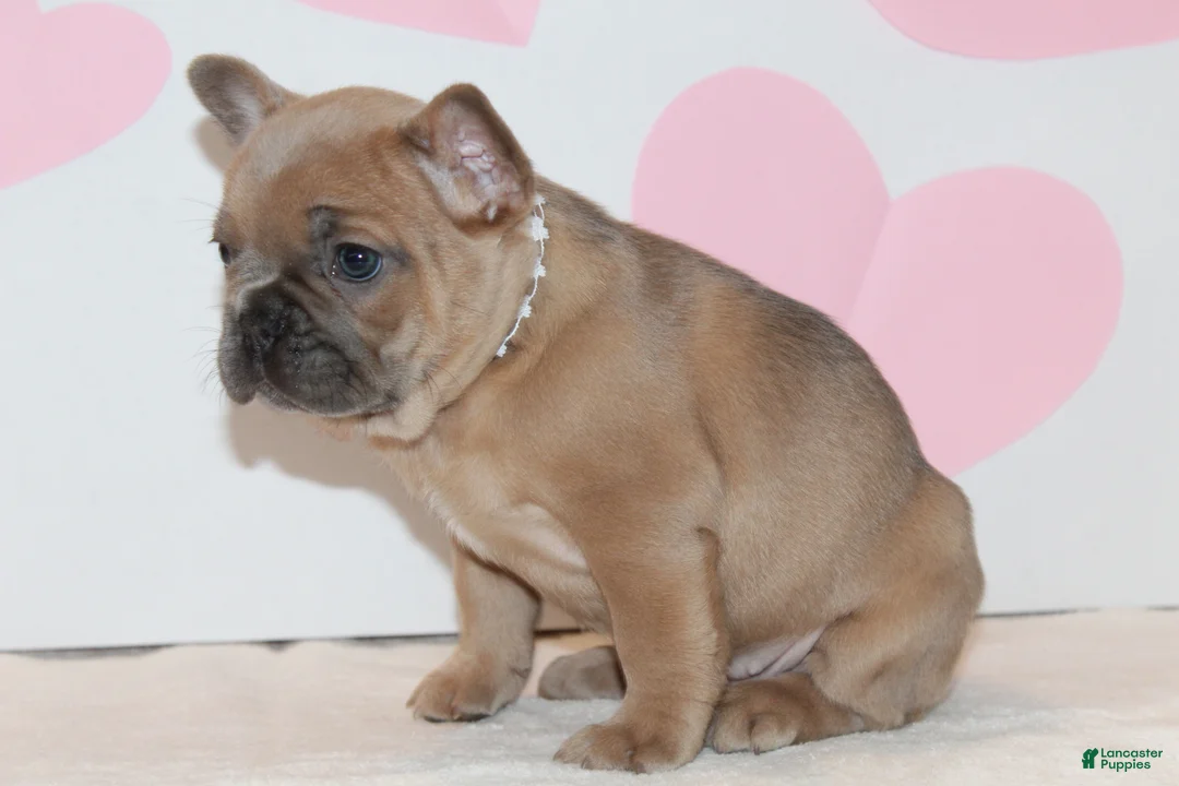 French Bulldog dogs for sale: Rose - Ad 2