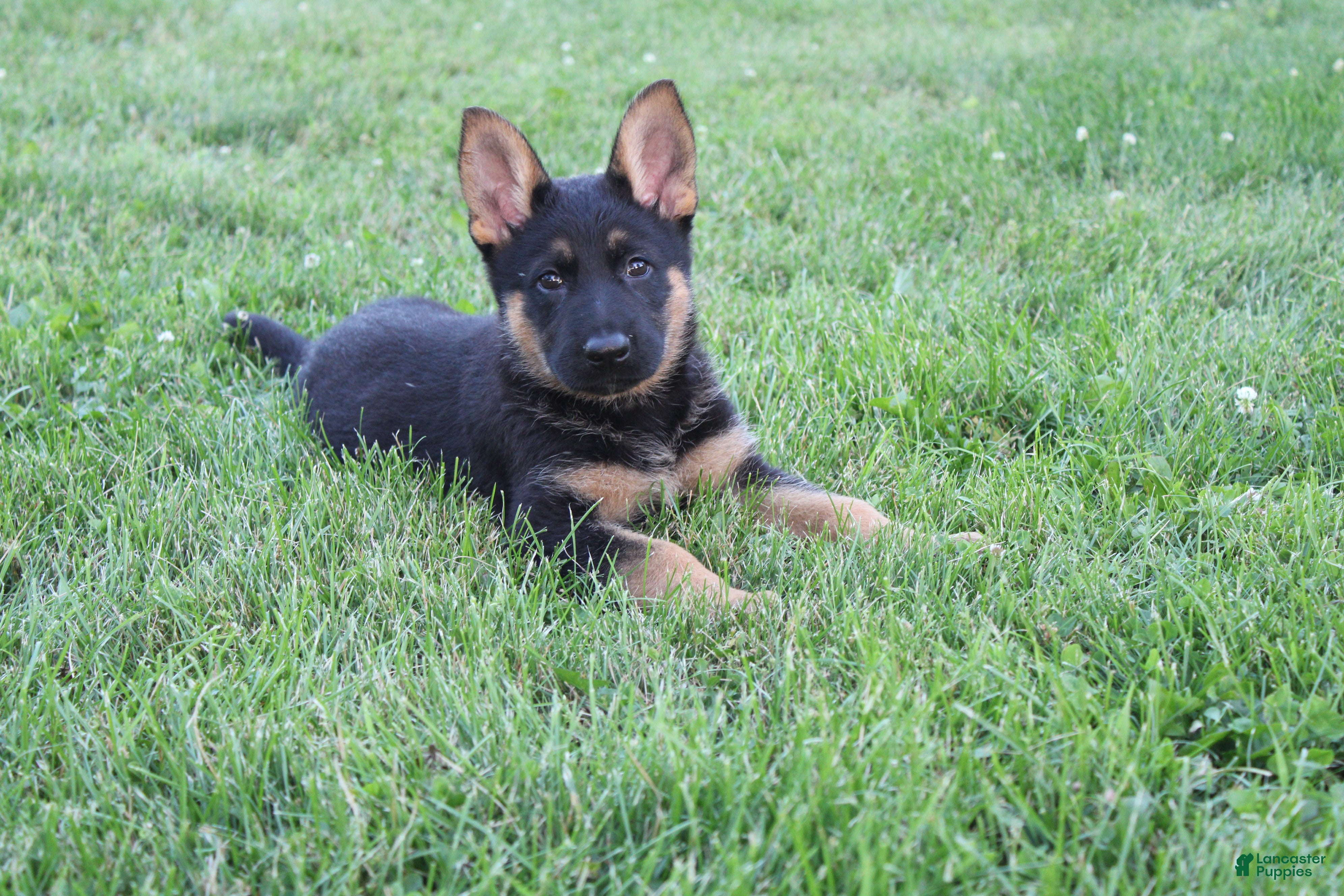 German Shepherd dogs Jackson - Ad 40