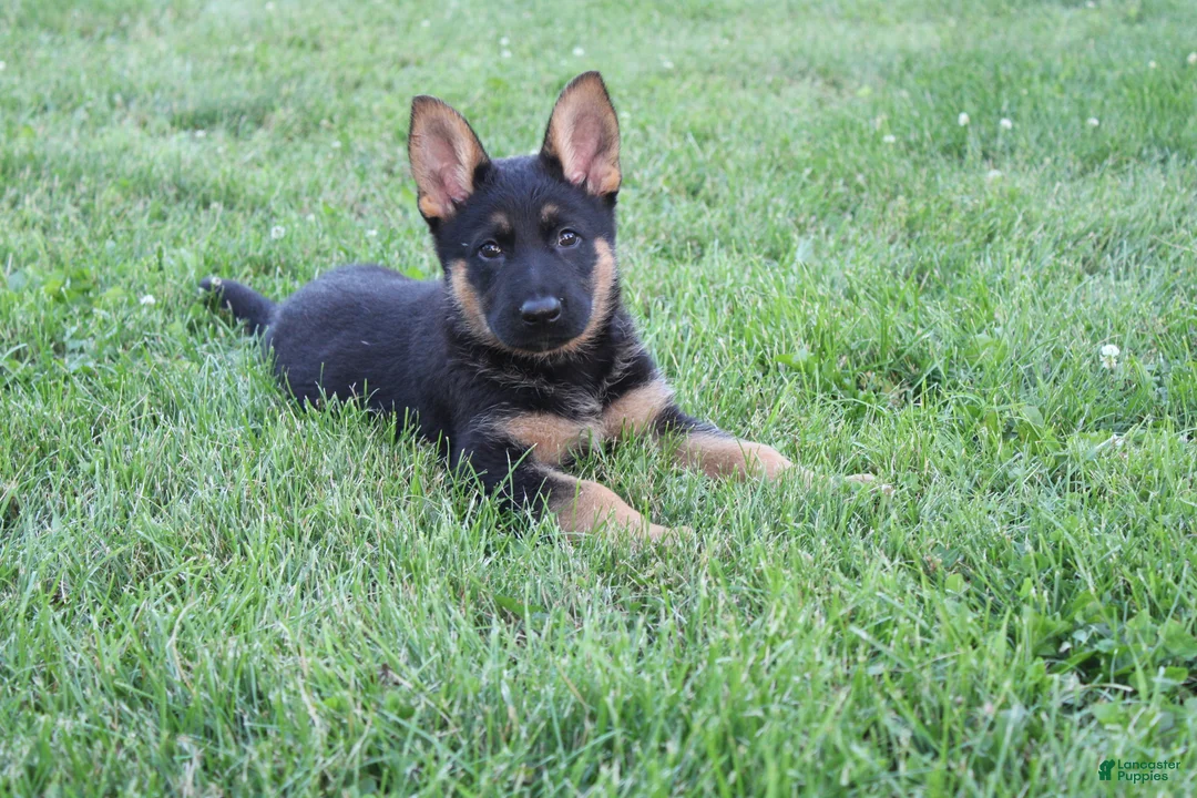 German Shepherd dogs for sale: Jackson - Ad 1