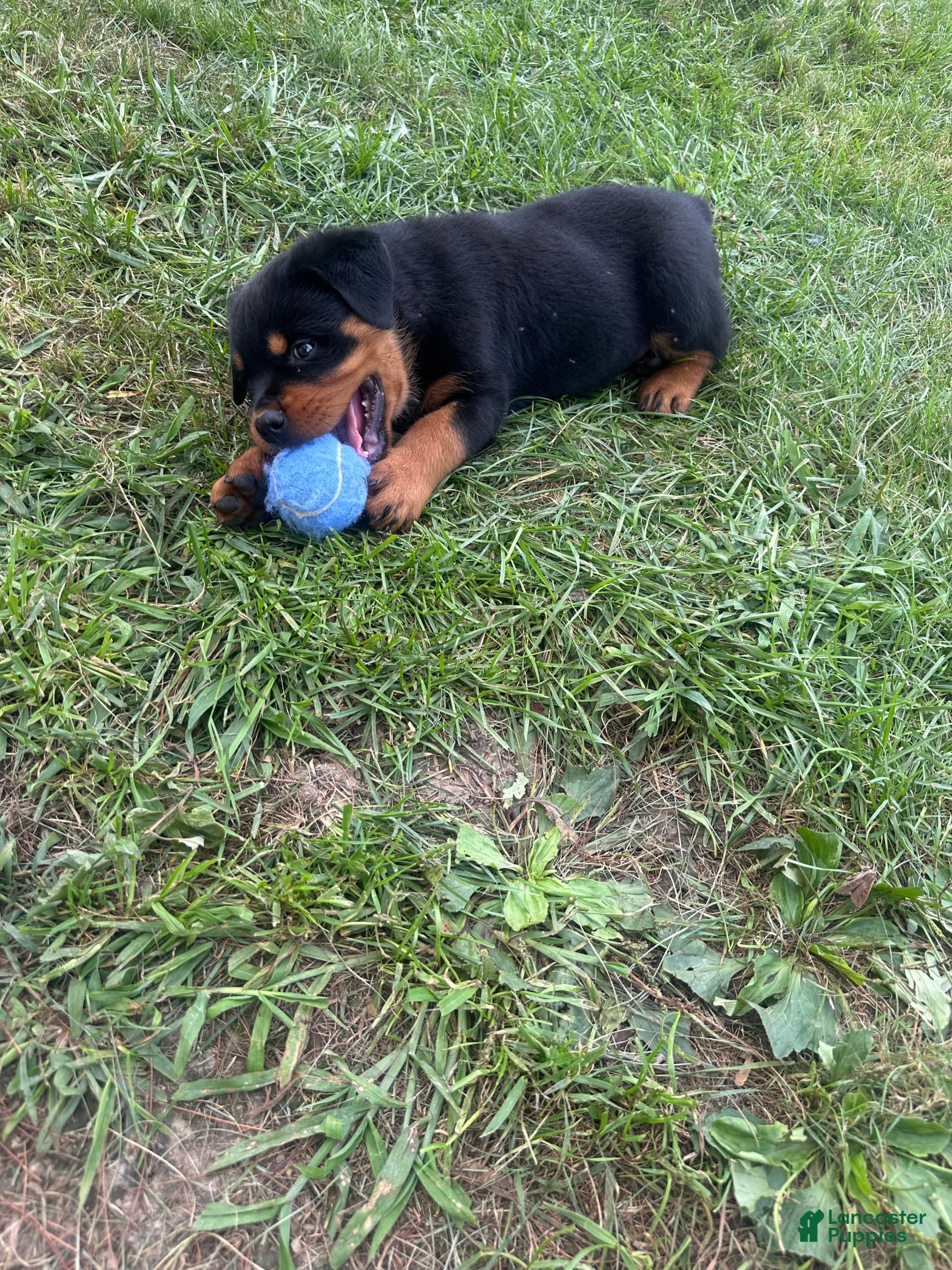 Rottweiler dogs Dolly - Ad 2