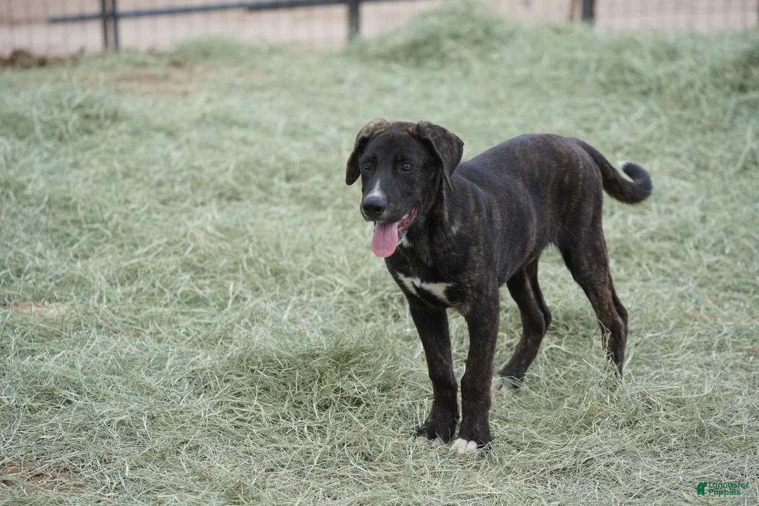 Mixed Breed dogs for sale: Bear Tiscar Farm Dog - Ad 5